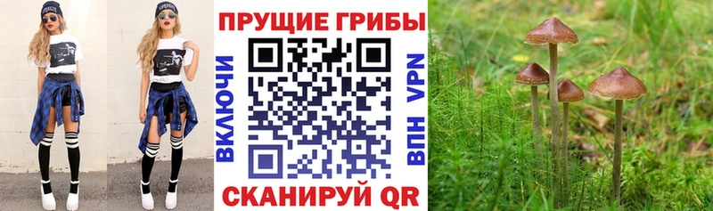 mega зеркало  где найти наркотики  Александровск-Сахалинский  Псилоцибиновые грибы мицелий 